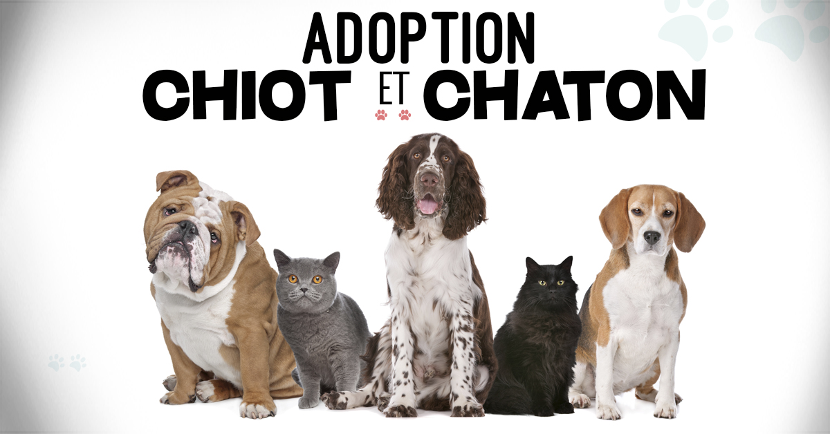 chiot-et-chaton.fr - Adoption de chiots et chatons